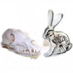 Xray Hare Glass Sculpture